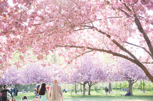 5 Enchanting Places to Experience Cherry Blossoms in the United States
