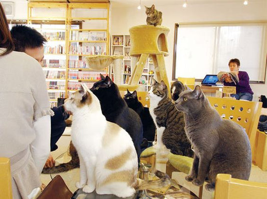 8 Cat Cafes to Visit While in Japan