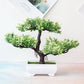Kawaii Artificial Bonsai Tree